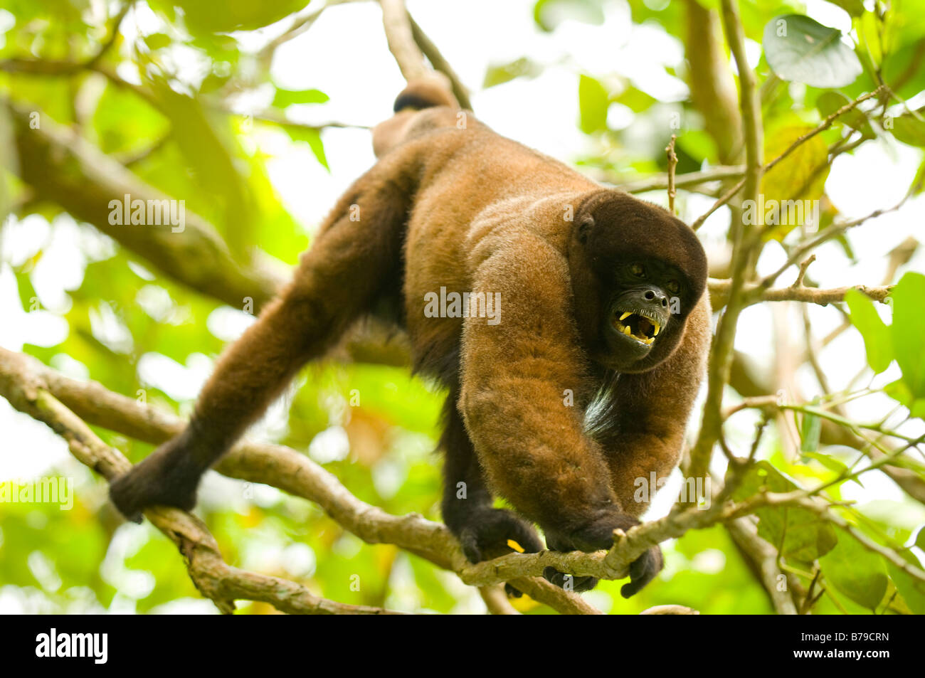 Poeppig ist wollig Affe (oder silbrig wollige Affen) Lagothrix Poeppigii Stockfoto