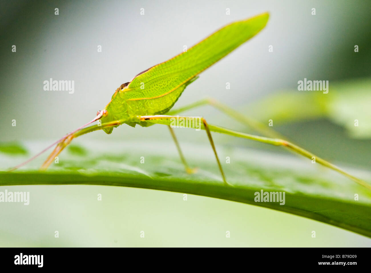 Eine ungewöhnliche Insekt auf einem Blatt Stockfoto