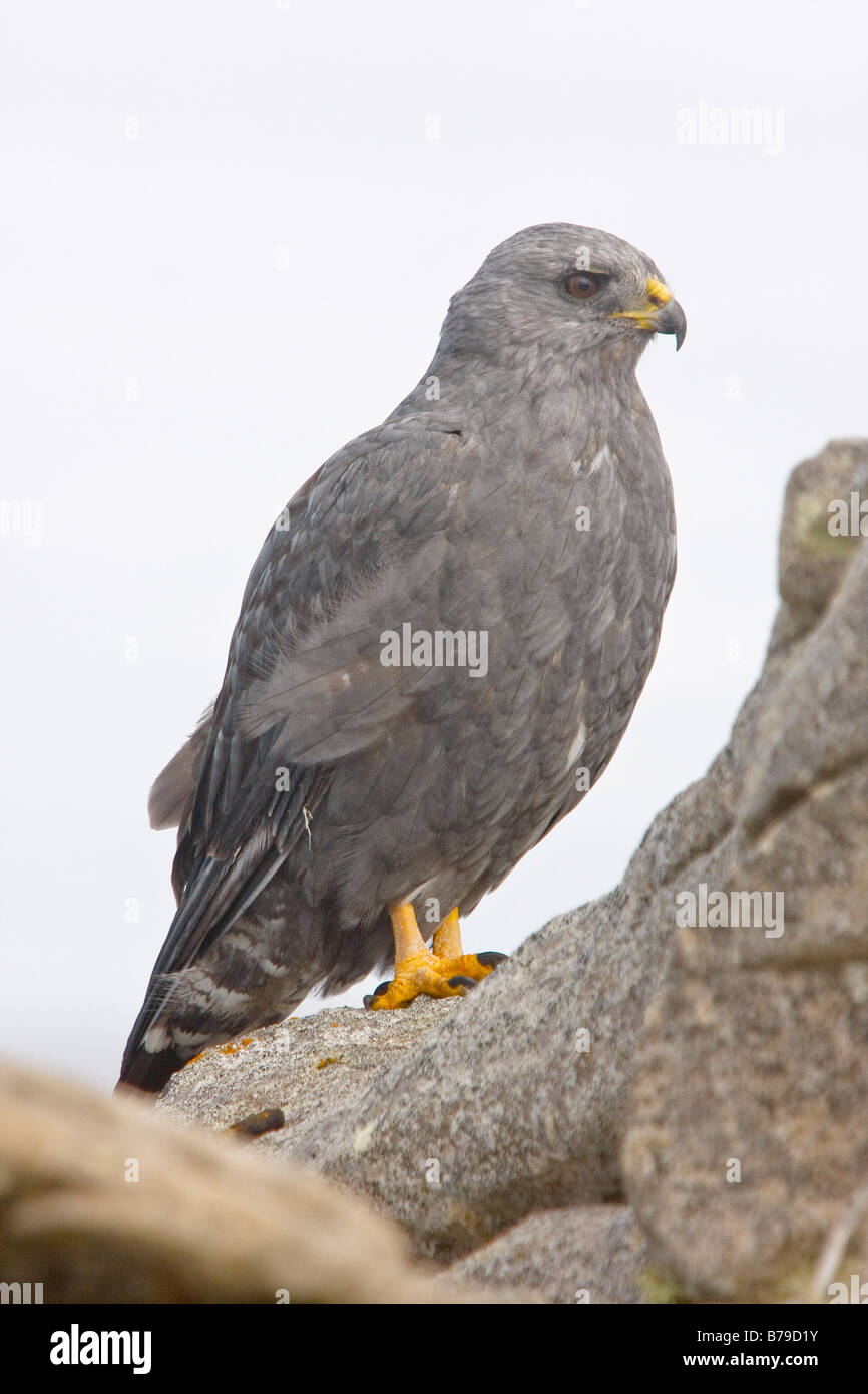Rot unterstützt oder Variable Hawk Pebble Island Falkland-Inseln Stockfoto