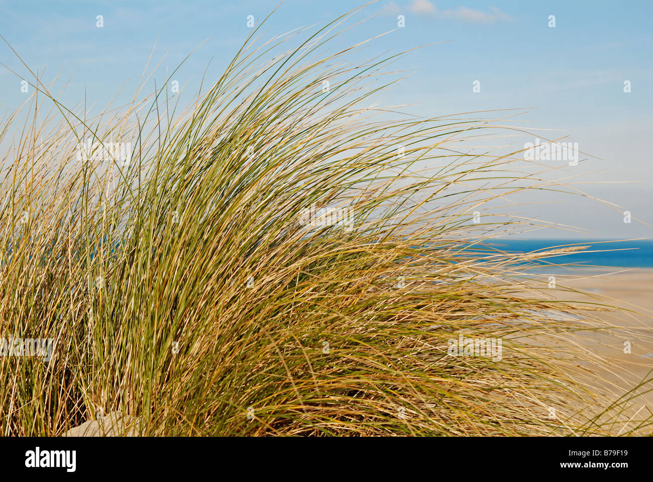 Dünengebieten Grass an der kornischen Küste Stockfoto