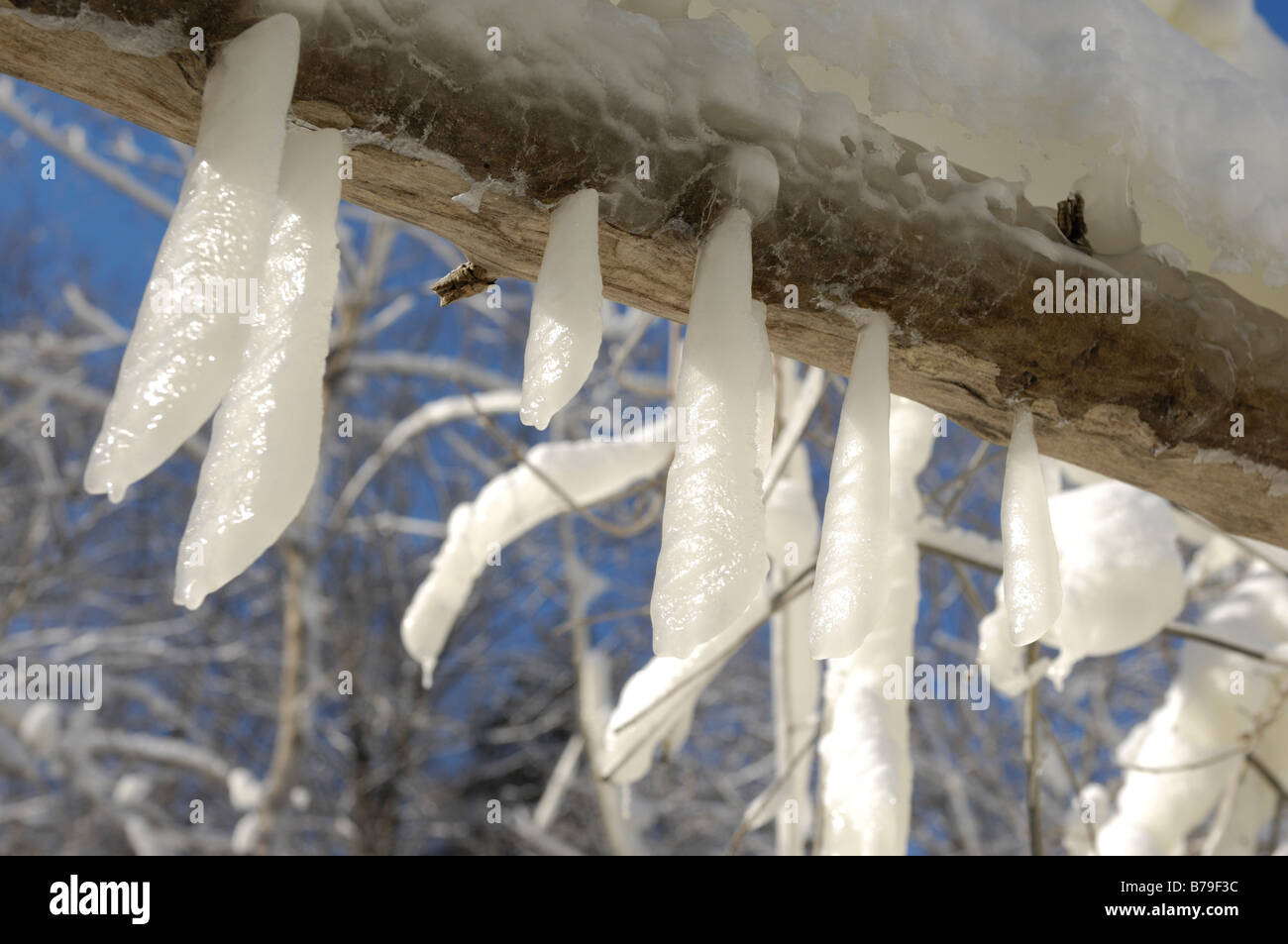 Lustige eiszapfen Fotos und Bildmaterial in hoher Auflösung Alamy