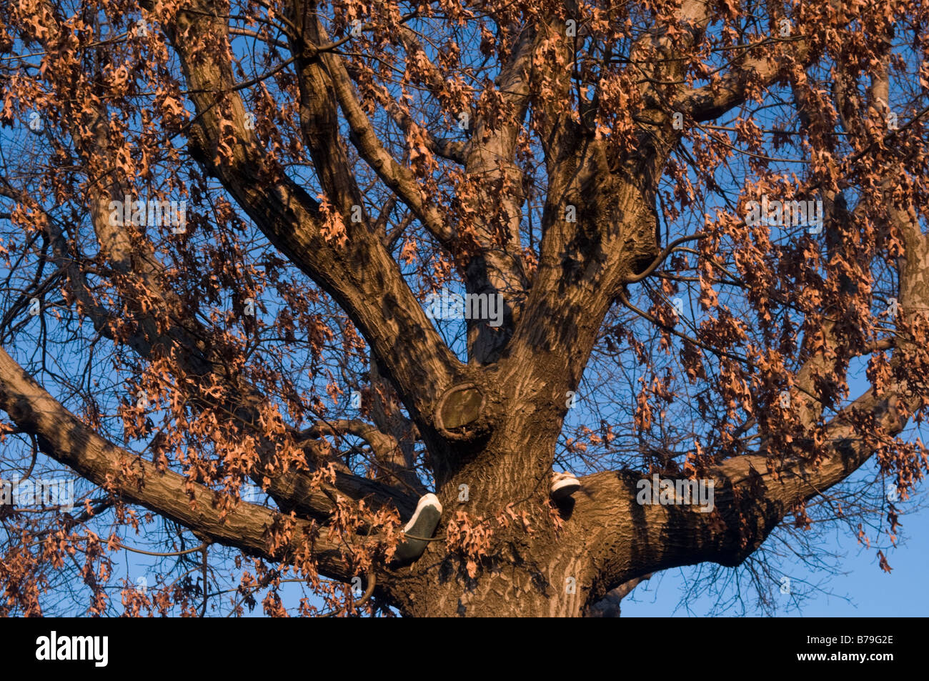 New York NY 28. Dezember 2008 alte Turnschuhe aus einem alten Baum in Fort Washington Park hängen Stockfoto