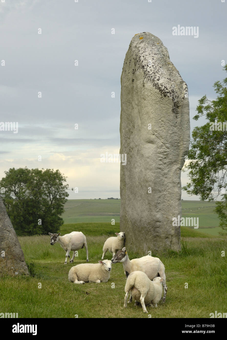 Monolithischen Stein in Avebury mit Schafen weiden in der Nähe und kratzen gegen den Stein Stockfoto