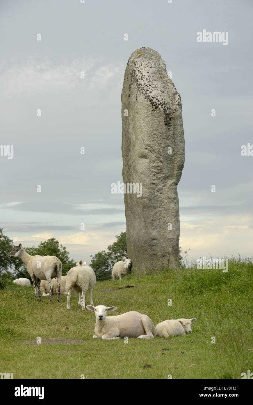 Monolithischen Stein in Avebury mit Schafen weiden in der Nähe und kratzen gegen den Stein Stockfoto