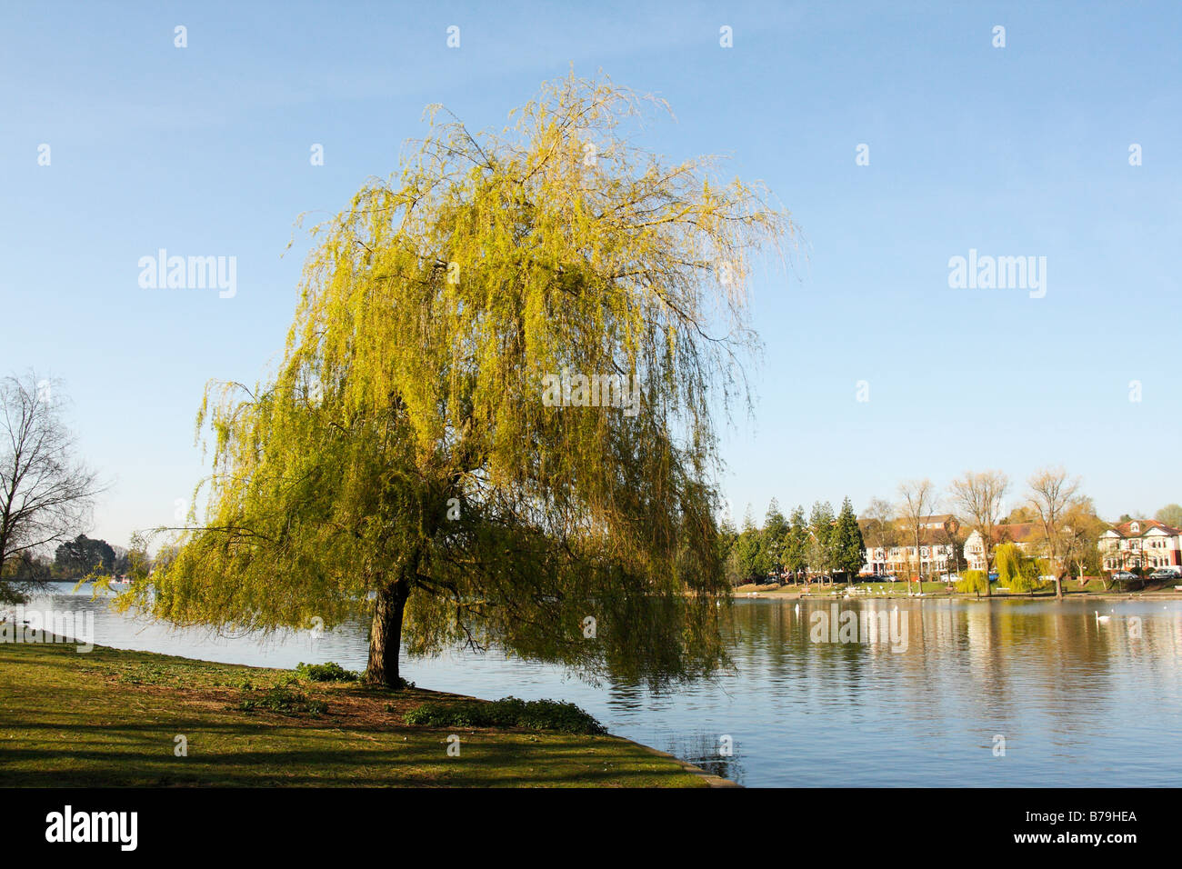 Weeping Willow Tree wächst an den Ufern des Roath Park Lake, Cardiff, Südwales, U.K Stockfoto