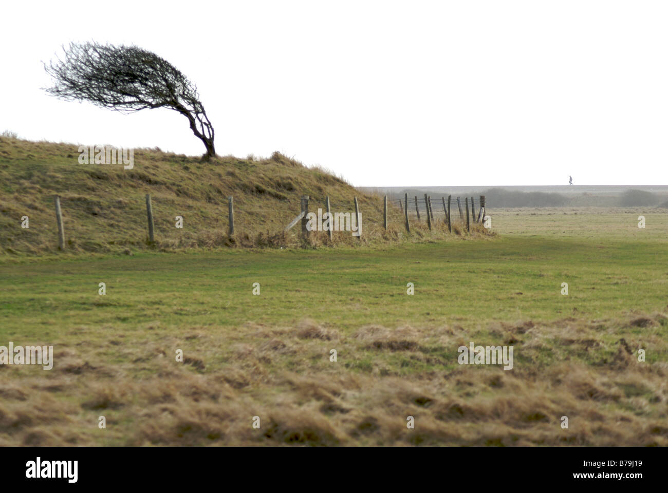 Wind fegte Baum im Cuckmere Haven Stockfoto