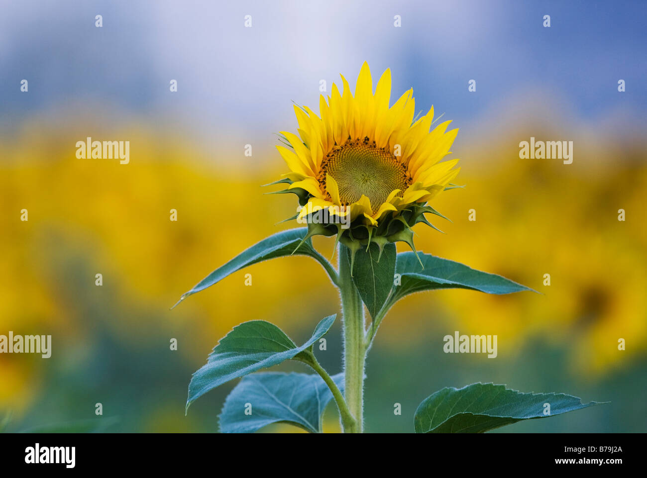 Sonnenblumen in einer indischen Feld. Gewachsene oder die Saat. Andhra Pradesh, Indien. Stockfoto