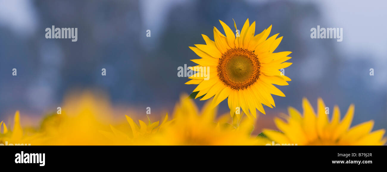 Sonnenblumen in einer indischen Feld. Gewachsene oder die Saat. Andhra Pradesh, Indien. Panoramablick Stockfoto