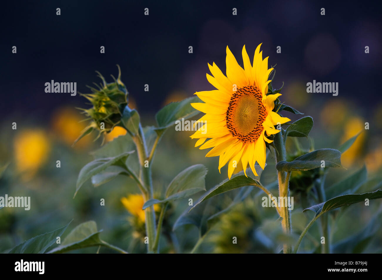 Sonnenblumen in einer indischen Feld. Gewachsene oder die Saat. Andhra Pradesh, Indien. Stockfoto