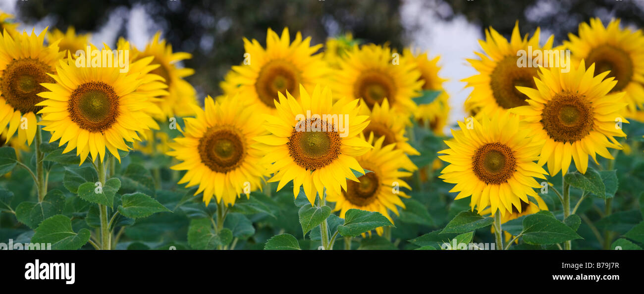 Sonnenblumen in einer indischen Feld. Gewachsene oder die Saat. Andhra Pradesh, Indien. Panoramablick Stockfoto