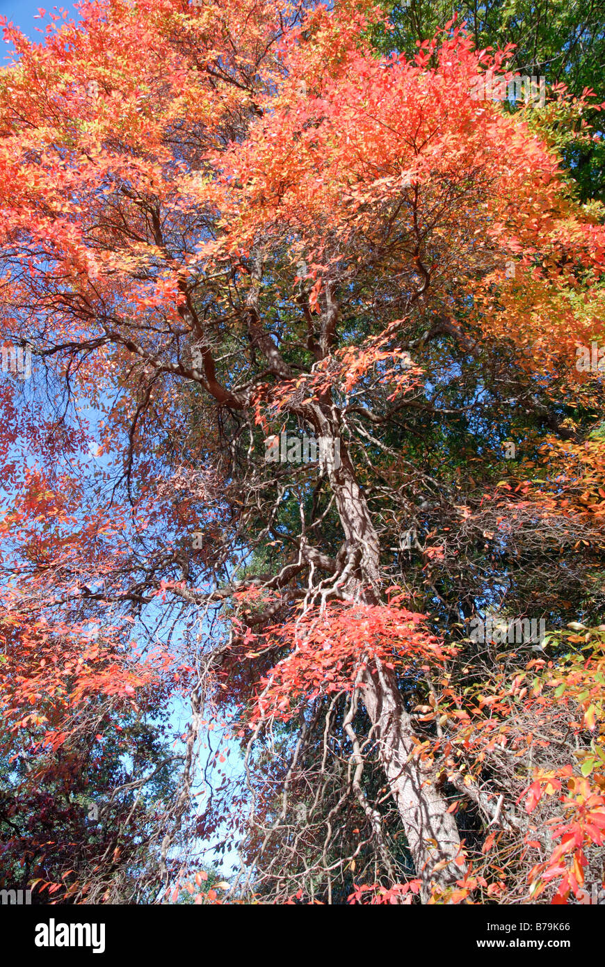 Herbstfärbung von einem Nyssa Sylvatica in Sheffield Park, East Sussex Stockfoto