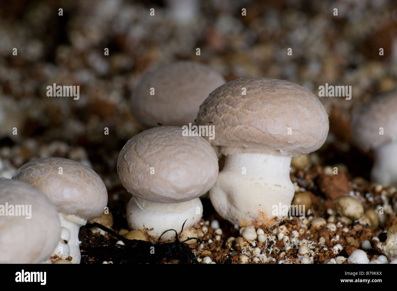 Agaricus Bisporus Portobello-Pilze Stockfoto