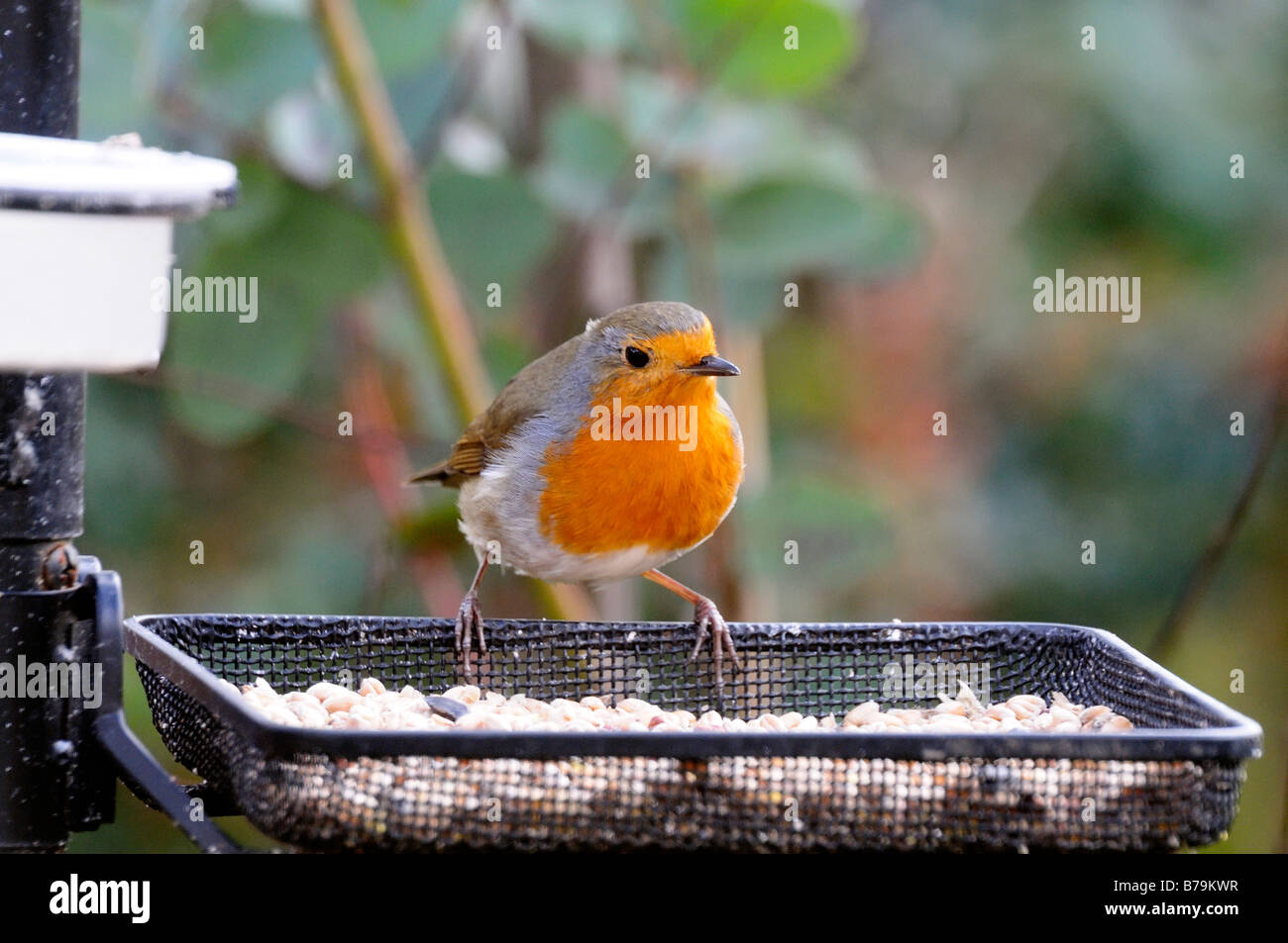 Robin (Erithacus Rubecula) Stockfoto