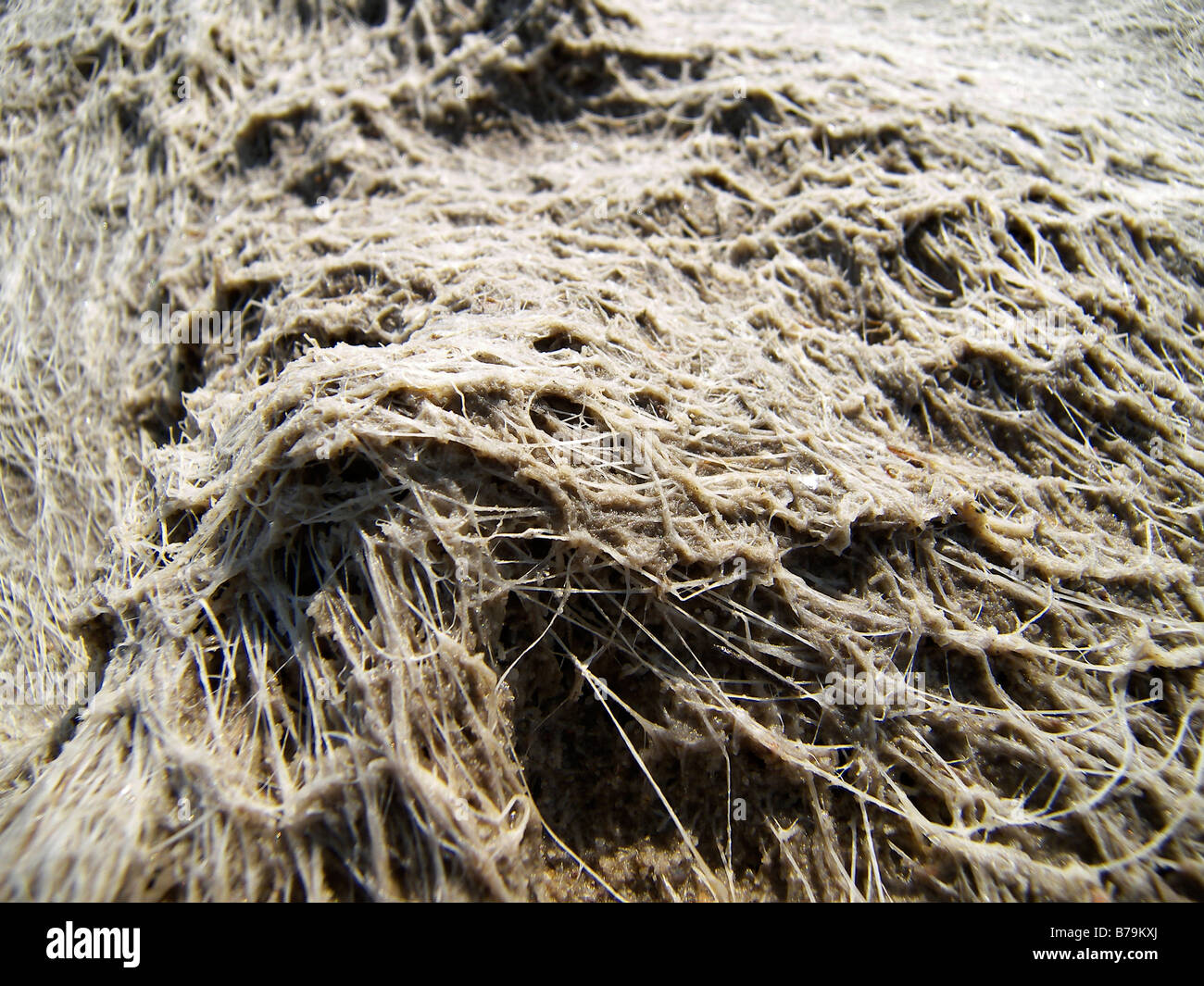 Nahaufnahme Detail der Salzsee in Westaustralien Stockfoto