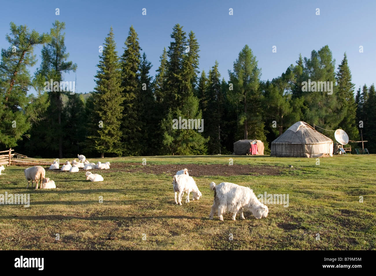 Eine mongolische Jurte Feldlager und weiden Schafe auf der Weide in Kanas in Xinjiang in China. Stockfoto