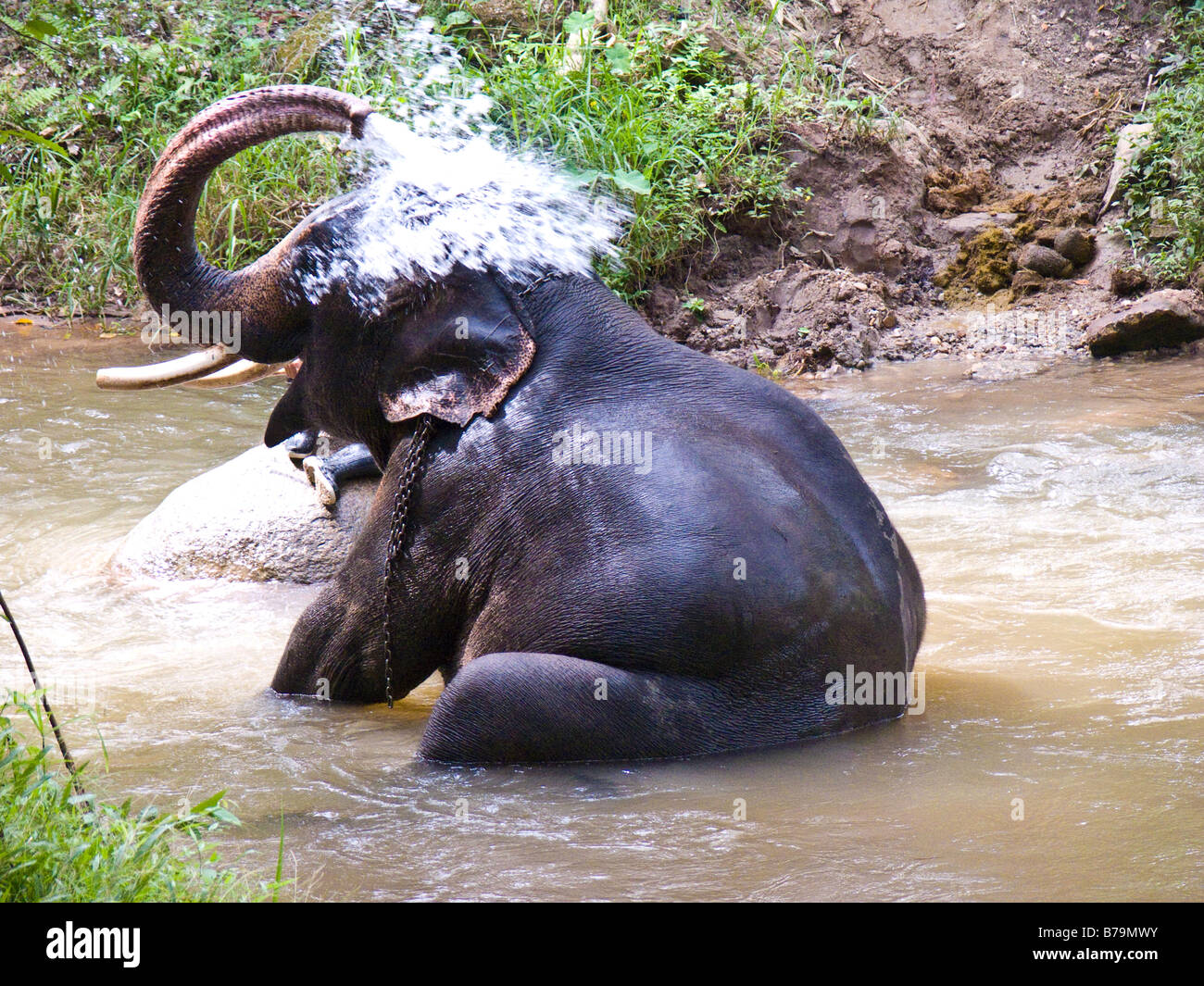Asiatischer Elefant Duschen Stockfoto