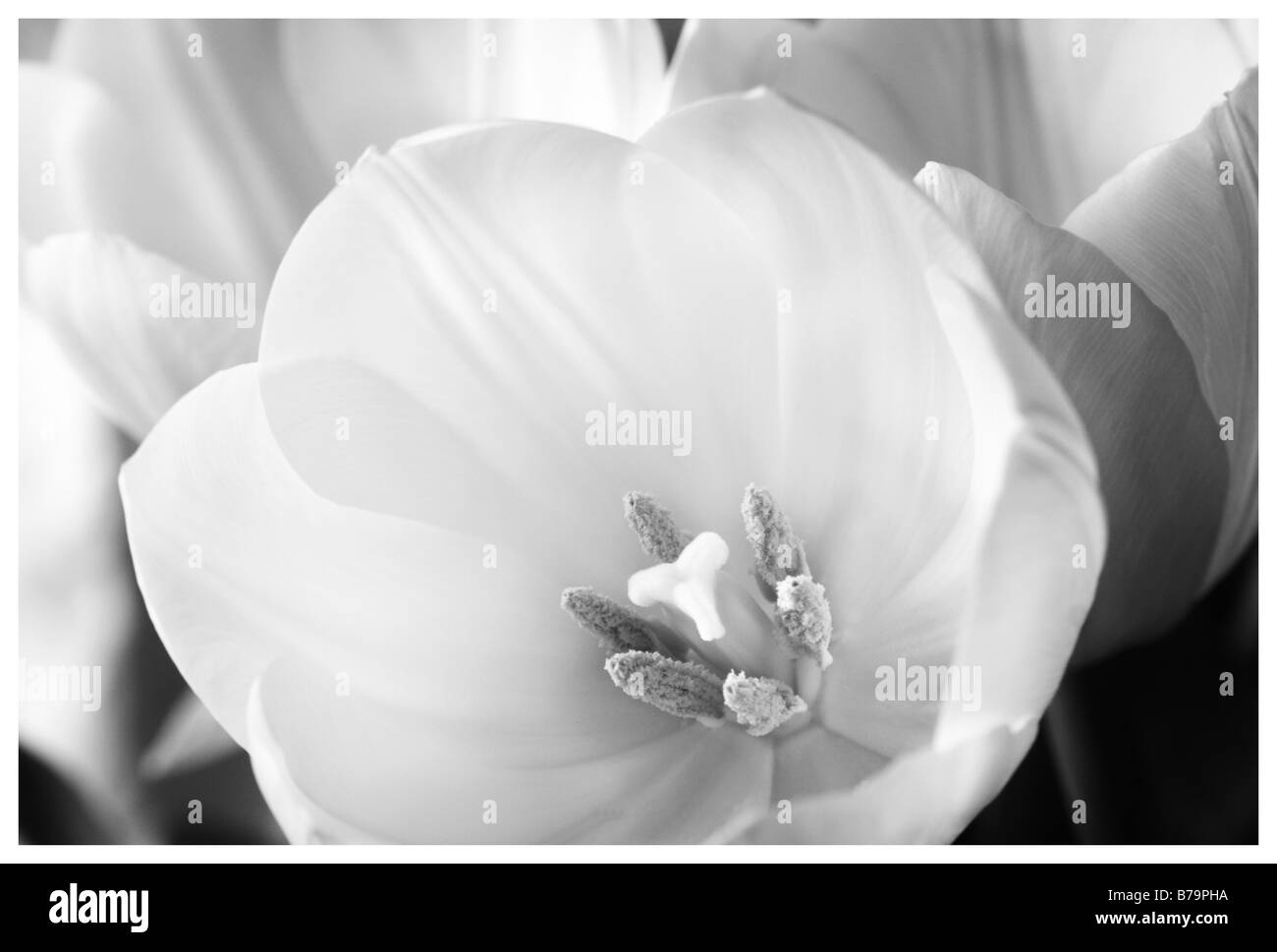 Makroaufnahme des Kopfes einer weißen Tulpe in schwarz und weiß (Bild ist auch verfügbar in der Farbe B06010) Stockfoto