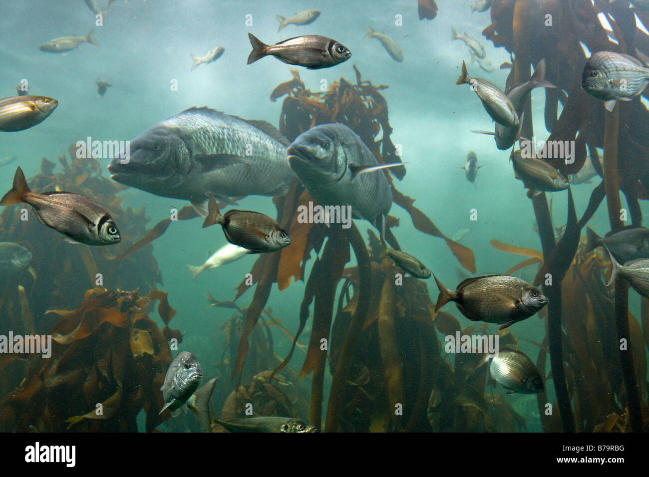 Lebenden Kelpwald, Kapstadt Aquarium Stockfoto