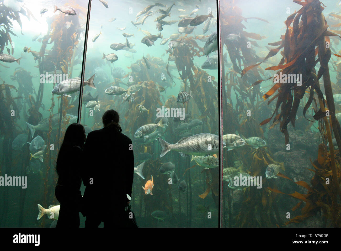 Lebenden Kelpwald, Kapstadt Aquarium Stockfoto