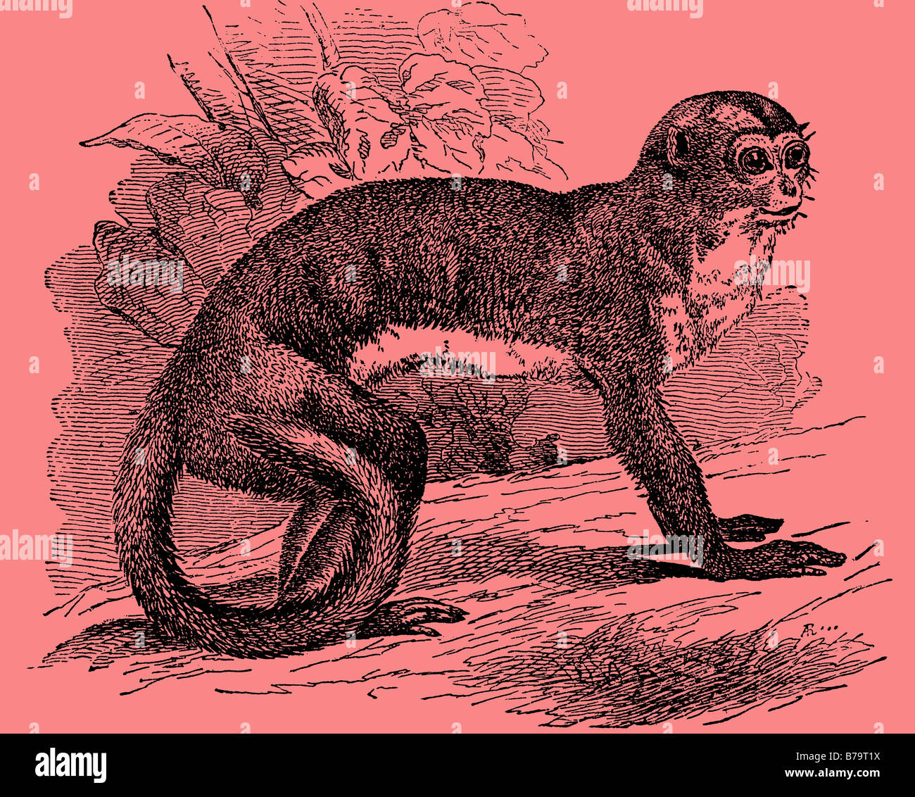 19. Jahrhundert Abbildung eines Nacht-Affen Stockfoto