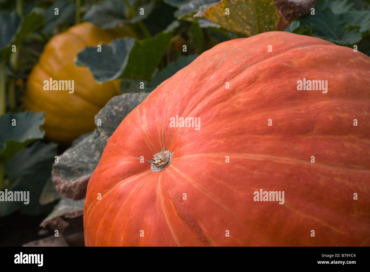 Ein riesiger Kürbis reift im Garten am JOULLIAN Weinberge CARMEL VALLEY in Kalifornien Stockfoto