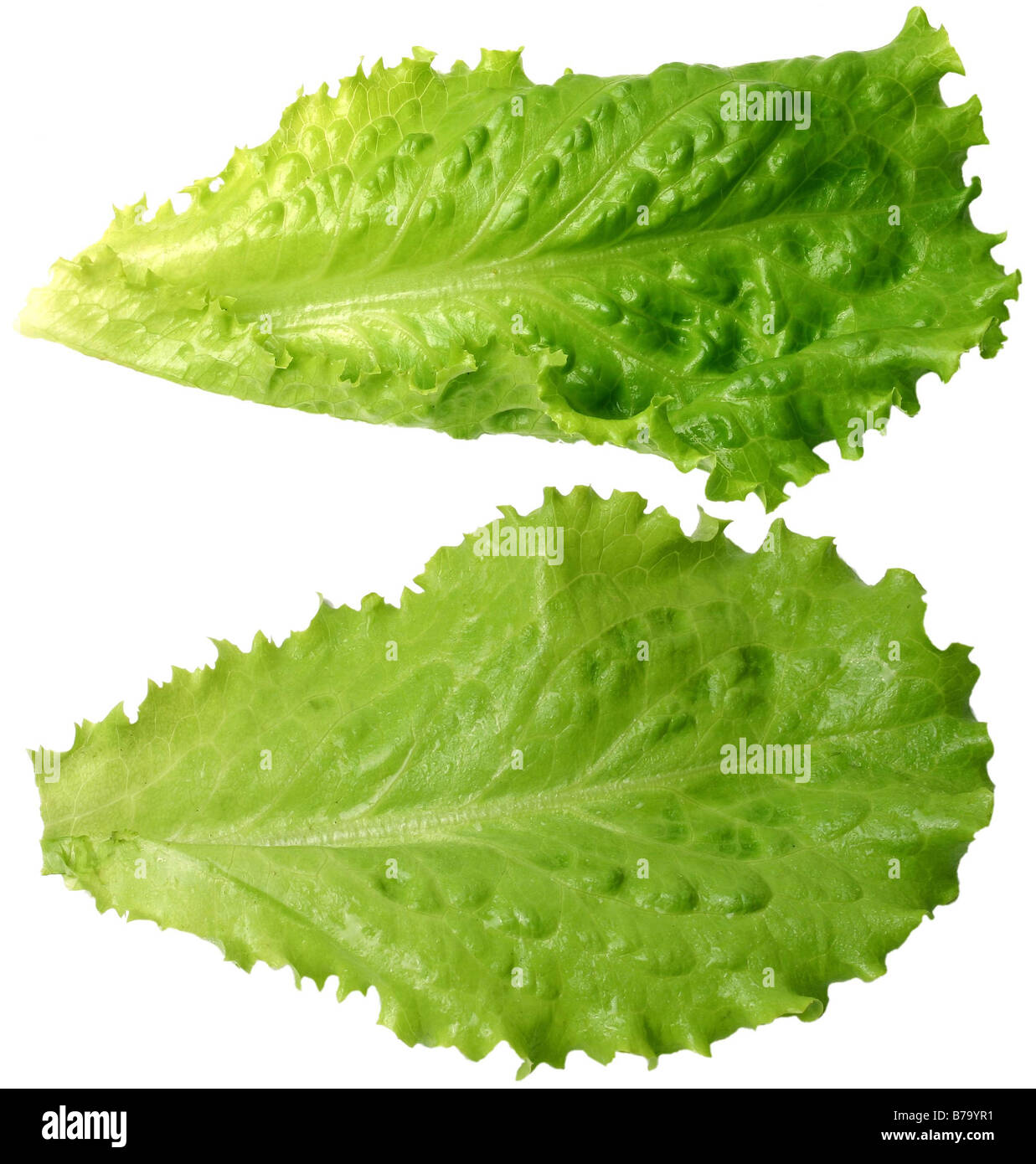 Wedel-Salat Stockfoto