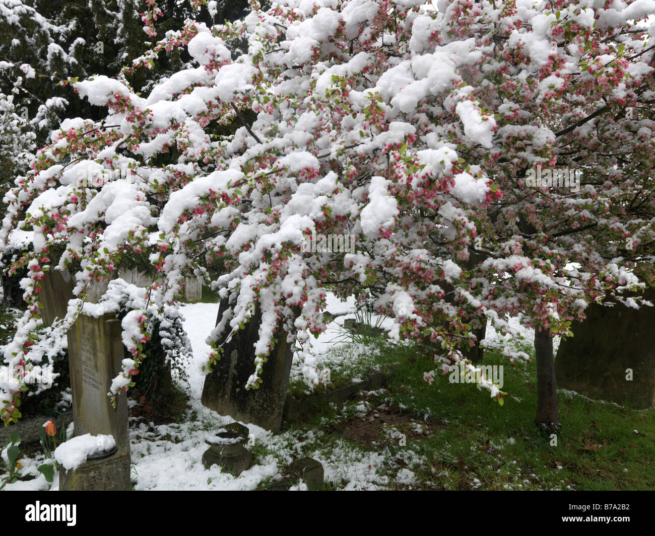 Cheam Surrey Friedhof mit Schnee und Blüten im April Stockfoto