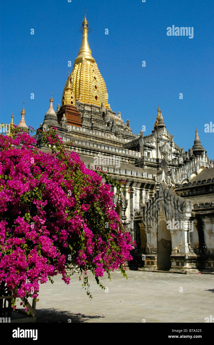 Violetten Bougainvillea in voller Blüte, (Bougainville Spectabilis), buddhistische Ananda Tempel mit Turm, Steepletop in Gold, Bagan, B Stockfoto