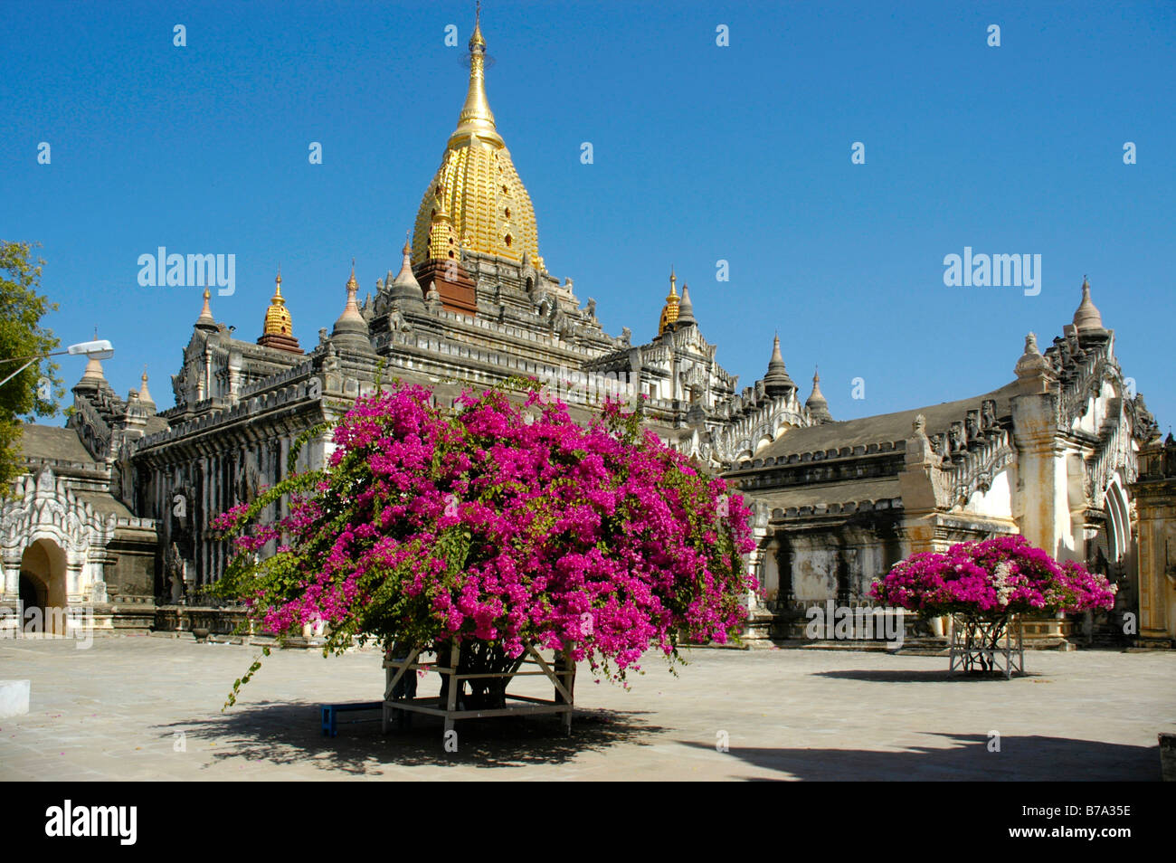 Violetten Bougainvillea in voller Blüte, (Bougainville Spectabilis), buddhistische Ananda Tempel mit Turm, Steepletop in Gold, Bagan, B Stockfoto