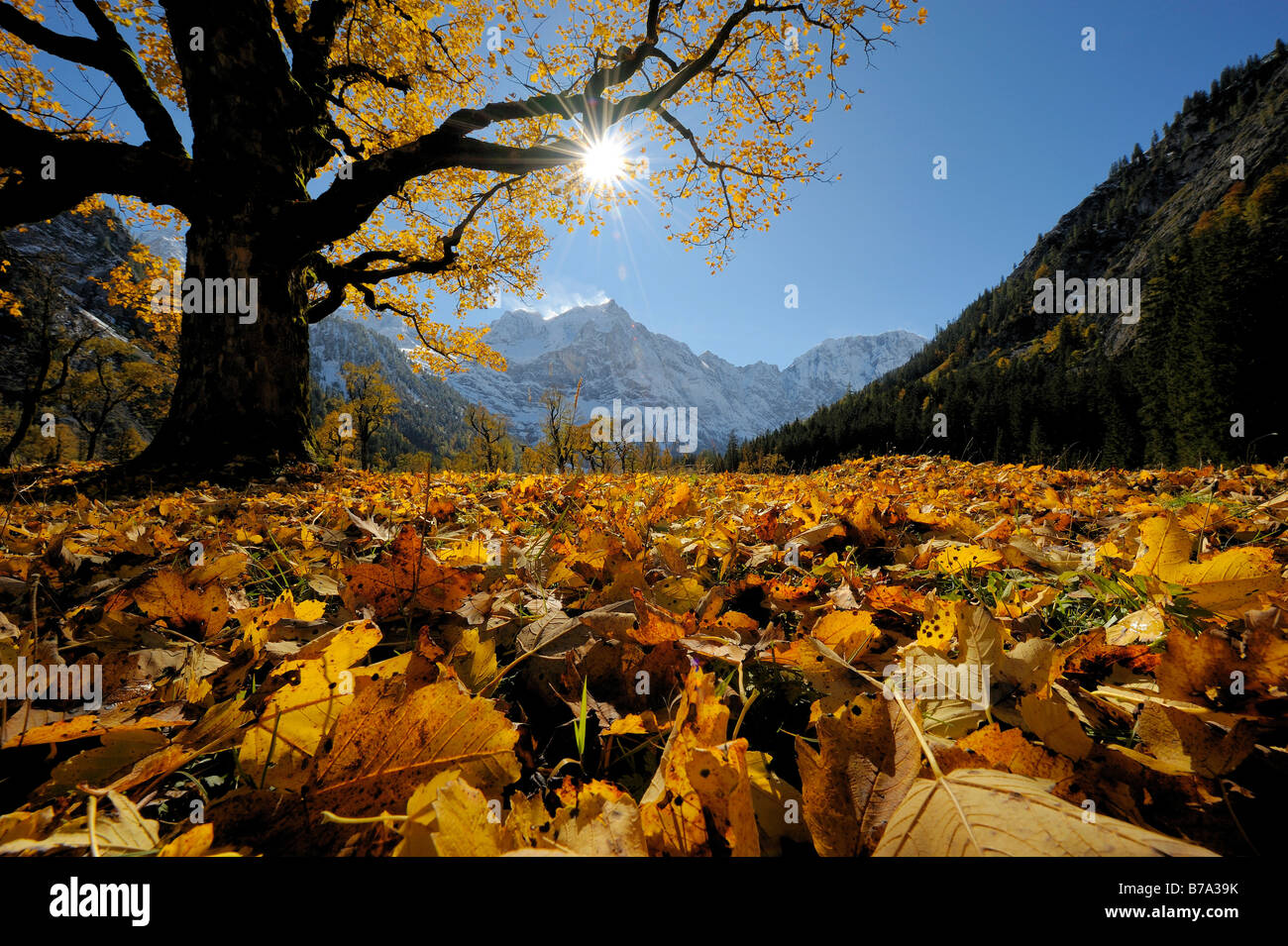 Bergahorn (Acer Pseudoplatanus) mit herbstlichen Laub, Hintergrundbeleuchtung, vor schneebedeckten Bergen, Ahornboden, Eng, Vorde Stockfoto