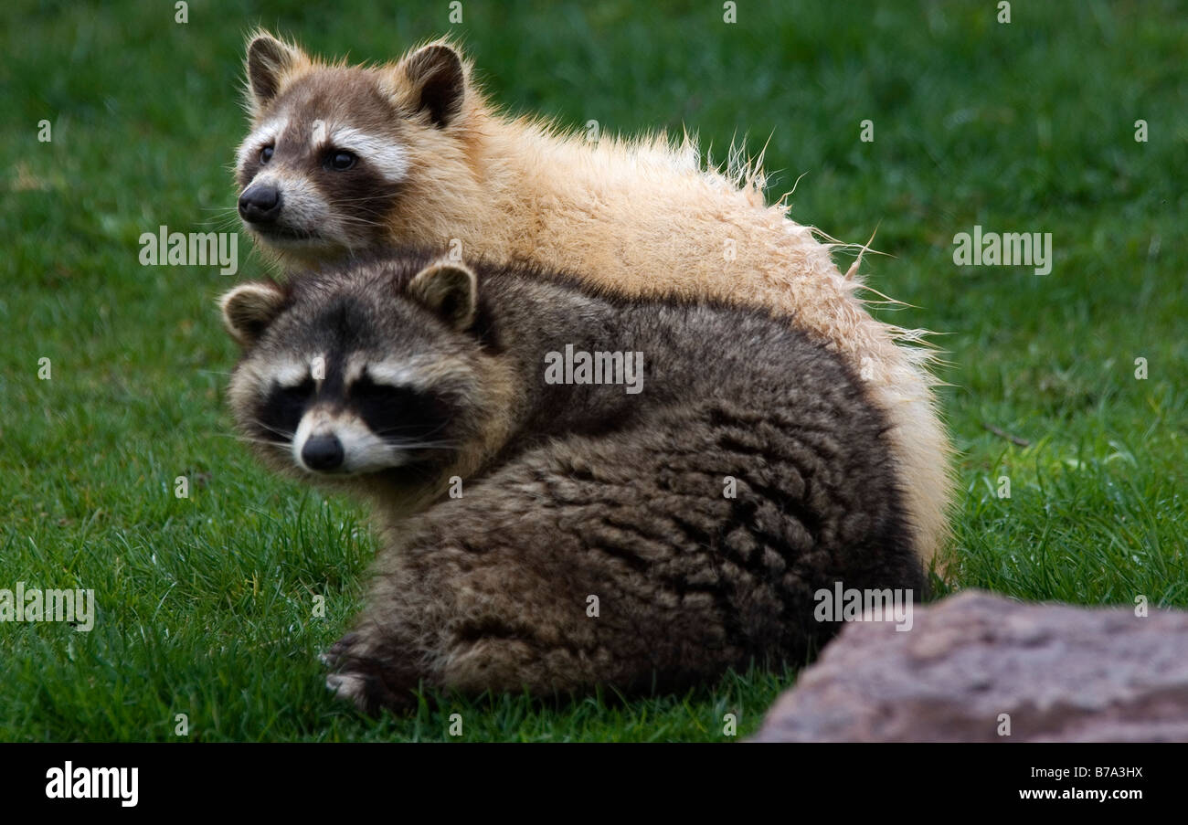 Gemeinsamen Waschbär Procyon lotor Stockfoto