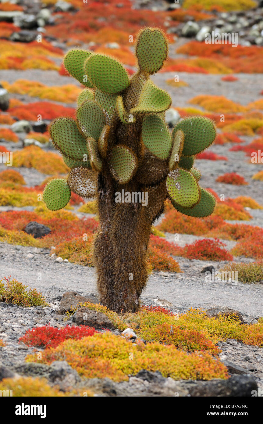 Opuntia (Opuntia Echios) wächst aus einem Teppich aus Galapagos Sesuvium, Plaza Sur Insel, Galapagos-Inseln, Ecuador, South Ame Stockfoto