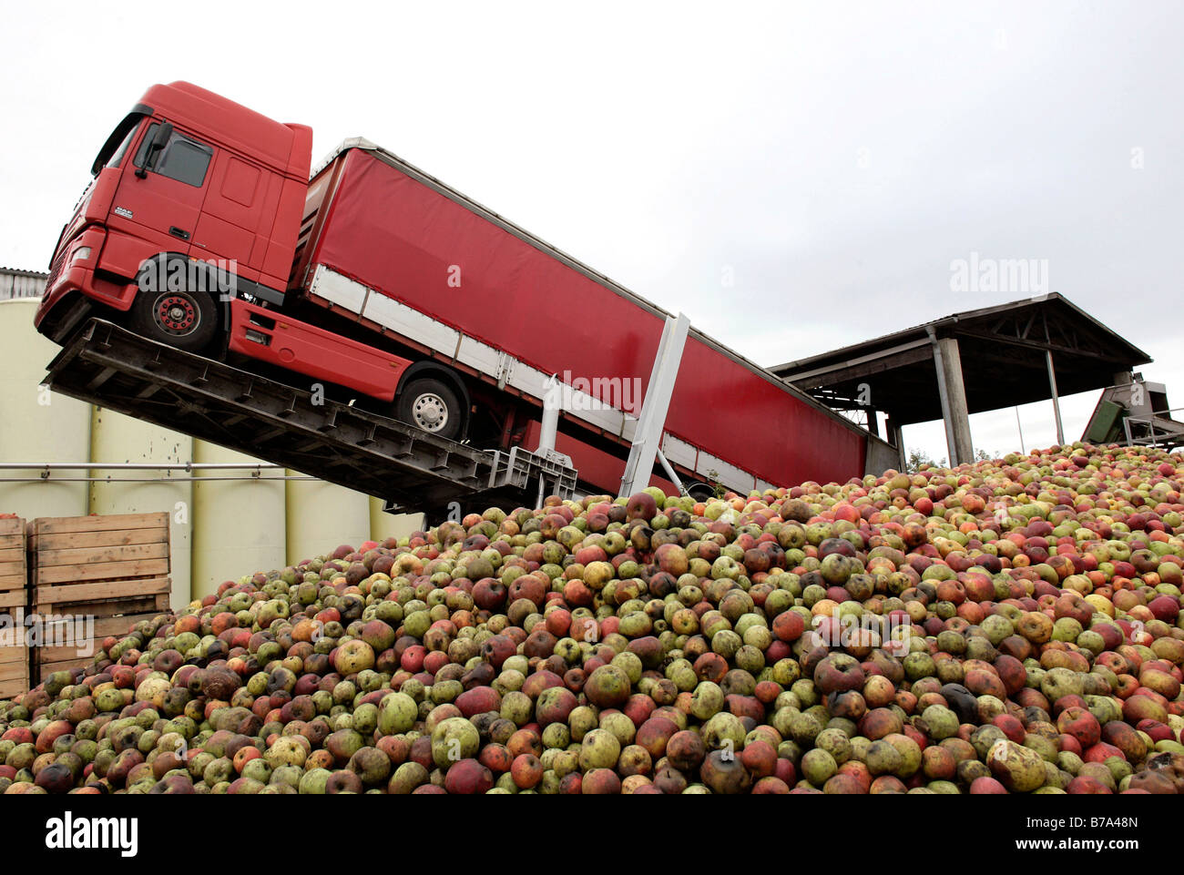 LKW, LKW mit Äpfeln auf einer Rampe liefern Äpfel, Obst Saft Presse Unternehmen, Fruchtsaftkelterei Emil Jacoby in Auggen, Ba Stockfoto