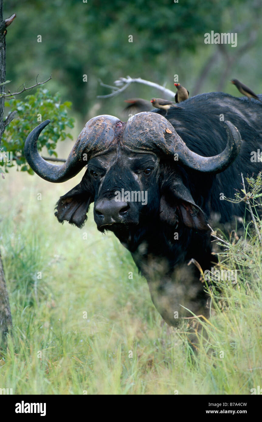 Porträt eines Mittelwerts suchen Buffalo Stier mit rot-billed oxpeckers Stockfoto