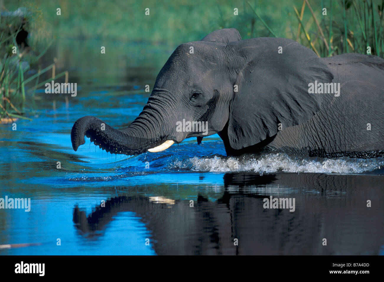 Eine Elefantendame mit muss Nässen überqueren eine brusttiefen Wasserfläche im Okavango Delta Stockfoto