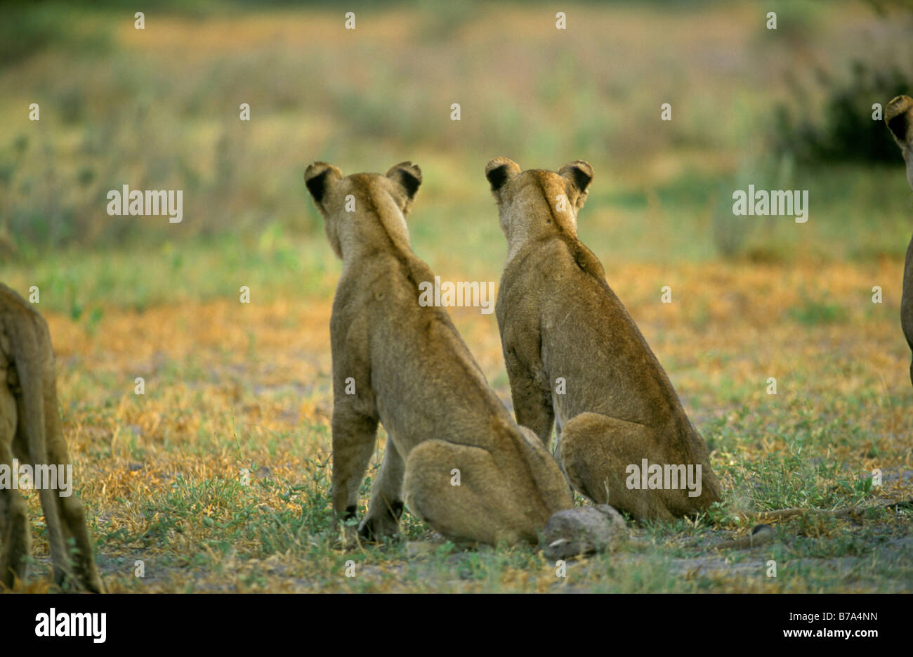 Löwenpaar zusammensitzen angesehen von hinten Stockfoto