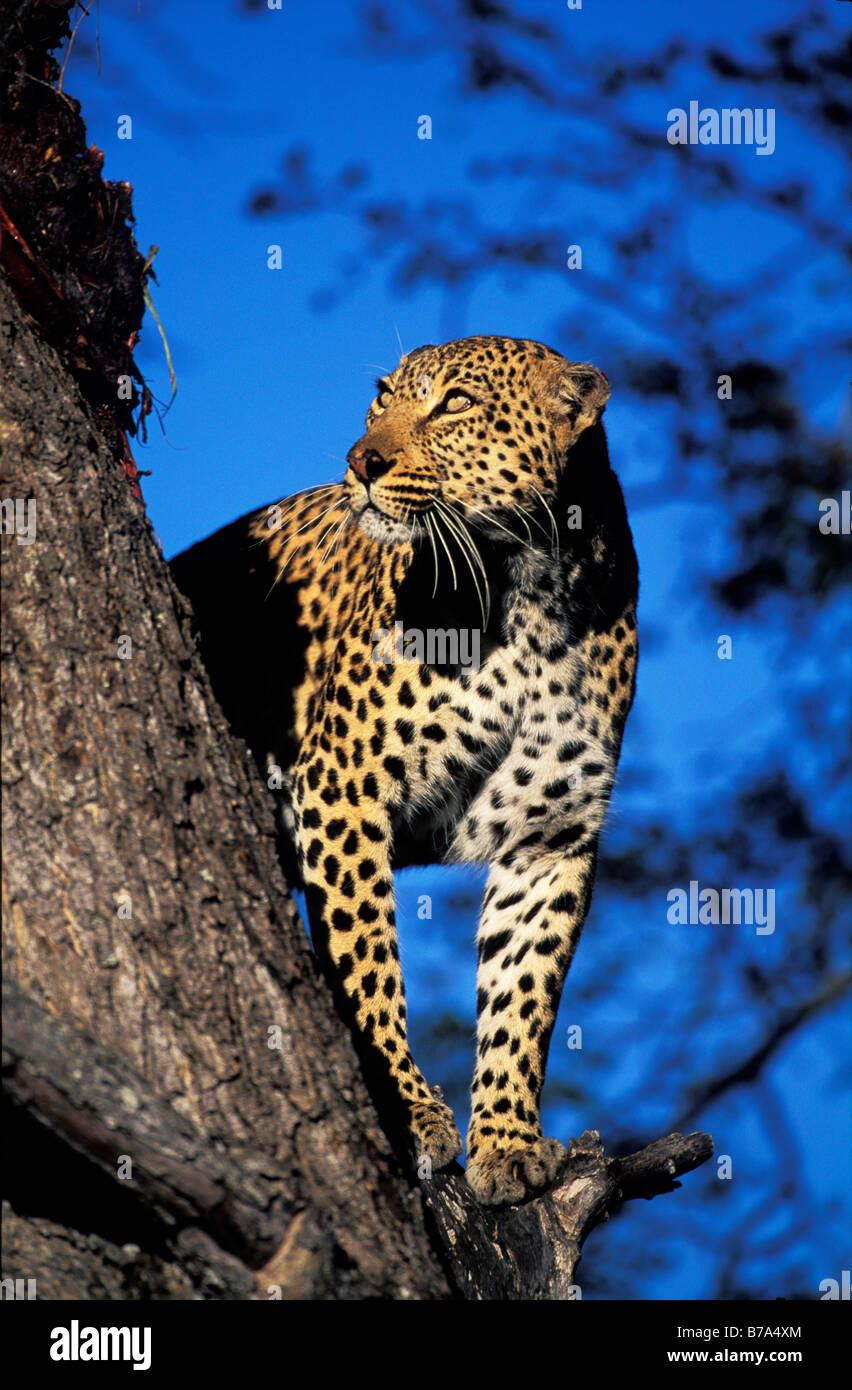 Auf der Suche nach oben stehend auf einem kleinen gebrochenen Zweig auf der Seite Knopf Dornenbaum Leopard Stockfoto