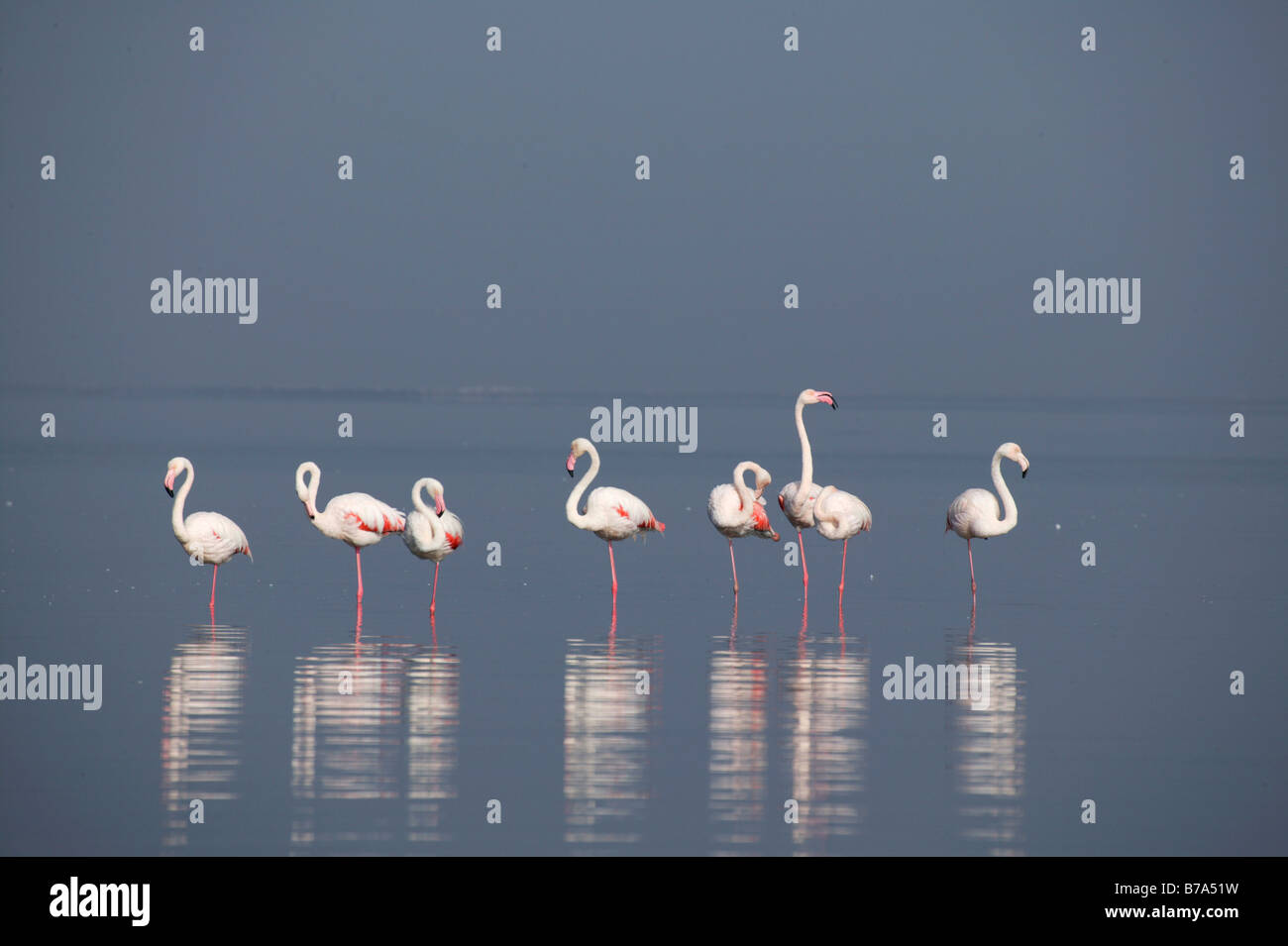 Eine Reihe von Flamingos im Wasser gespiegelt. Stockfoto