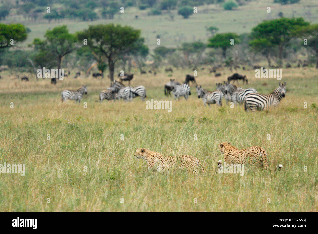 Paar von Geparden Spaziergang durch lange Grashalme beobachten, grasende Zebras, mit Herden von Gnus im Hintergrund Stockfoto