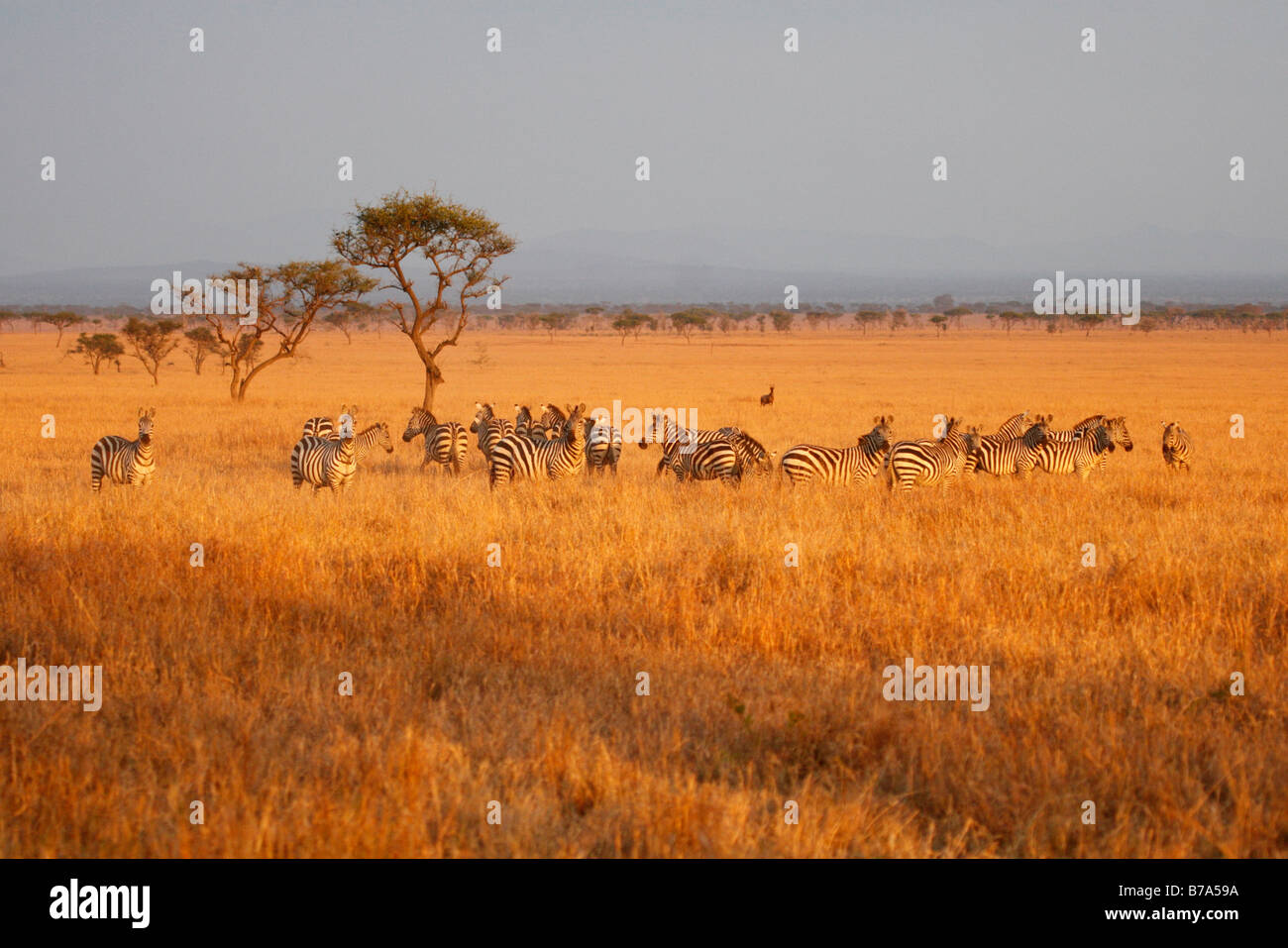 Eine Herde von Ebenen Zebra auf die Serengeti-Wiese in warmes Licht Stockfoto