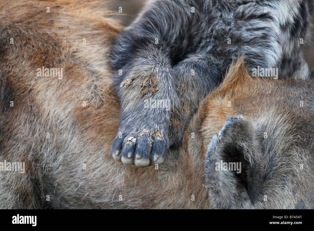 Eine gefleckte zerbeissen Cub Vorderpfoten über seine ruhende Mutter drapiert in Nahaufnahme Stockfoto