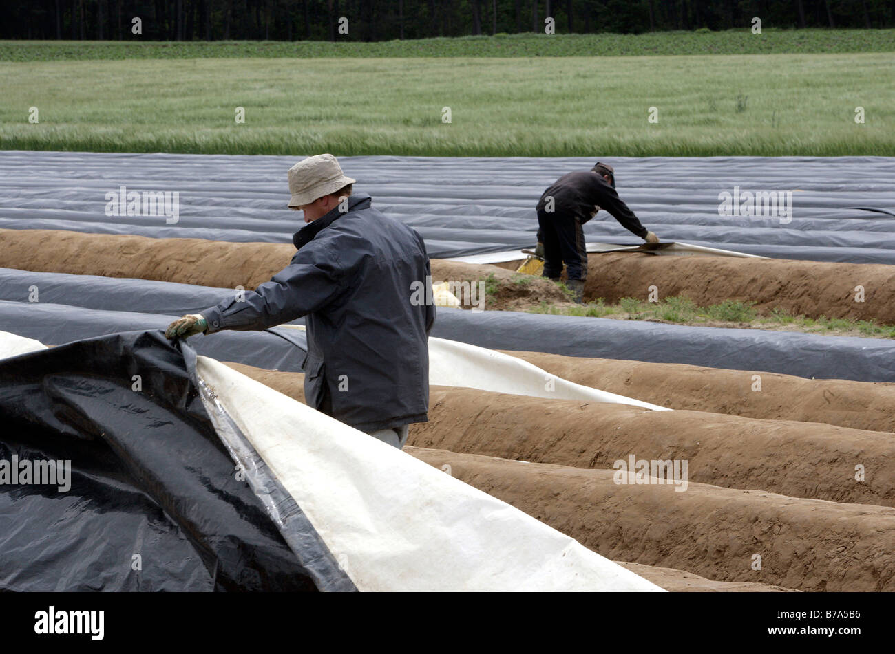 Polnische Ernte Arbeiter während der Spargelernte in Schrobenhausen, Bayern, Deutschland, Europa Stockfoto