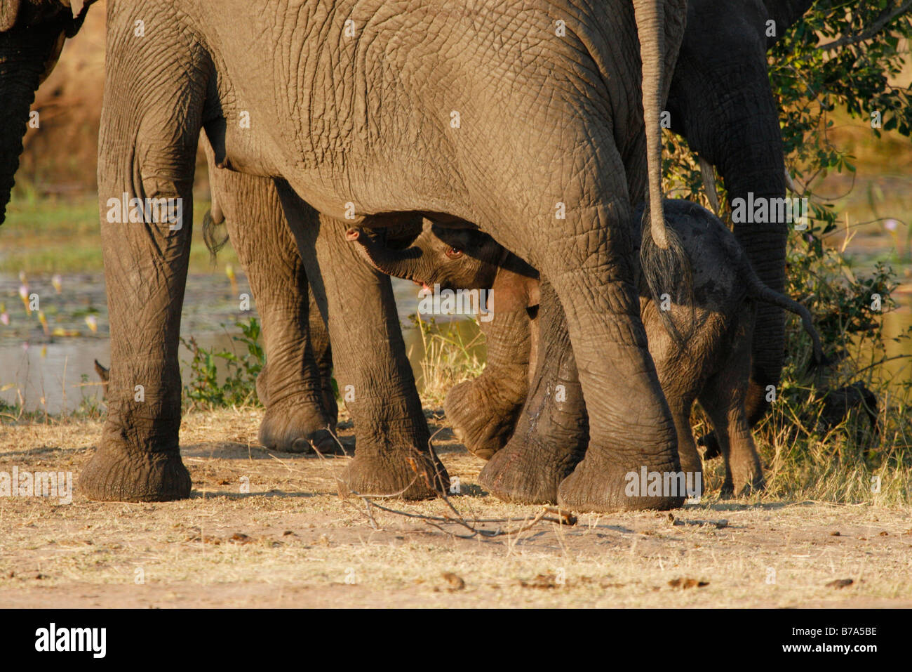 Ein afrikanischer Elefant Kalb steht unter seiner Mutter mit seinem Stamm angehoben Stockfoto
