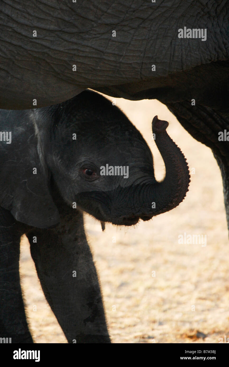 Porträt von einem Baby afrikanischen Elefanten unter seiner Mutter mit Stamm hochgezogen Stockfoto