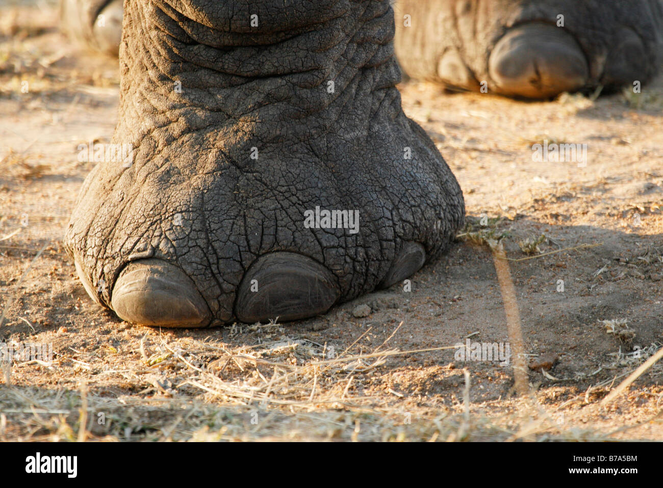 Nahaufnahme von einem afrikanischen Elefanten-Fuß Stockfoto