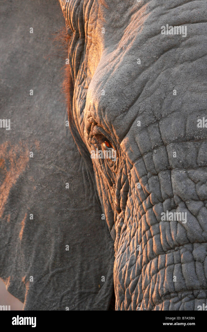 Nahaufnahme eines afrikanischen Elefanten Auge und Stirn Stockfoto