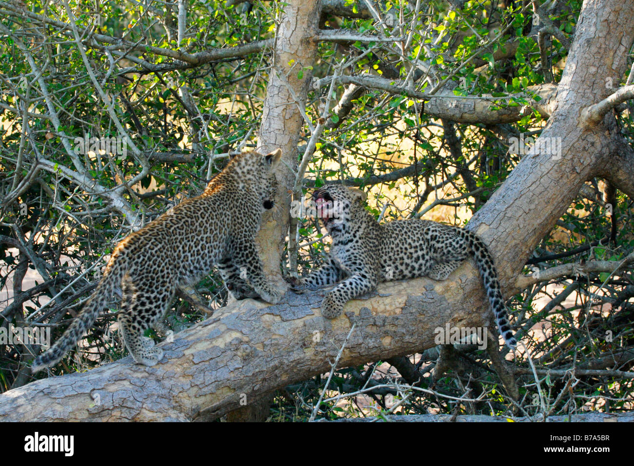 Zwei Leopardenjunge spielen auf einen umgestürzten Baumstamm Stockfoto