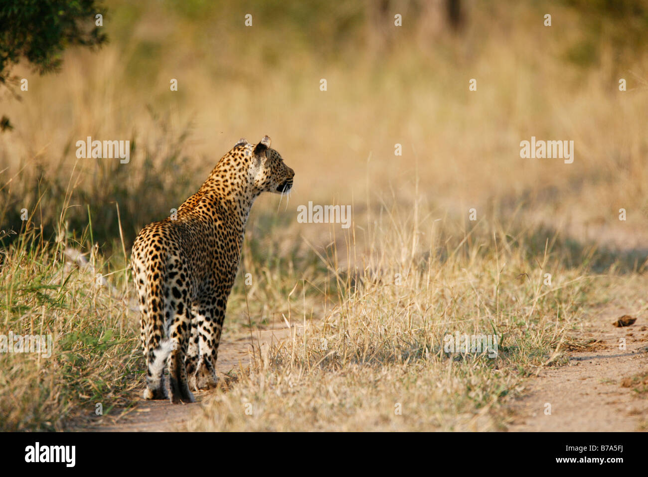 Eine weibliche Leoparden auf der Jagd Stockfoto