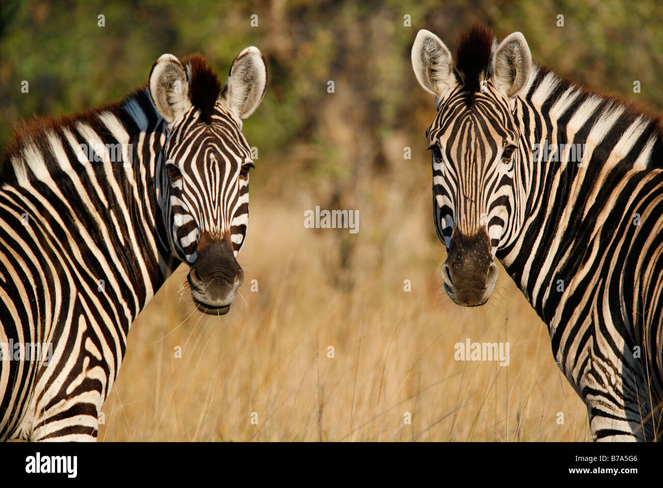 Porträt von zwei Burchell-Zebra stehend, den Kopf zu drehen und gleichzeitig in die Kamera schaut Stockfoto