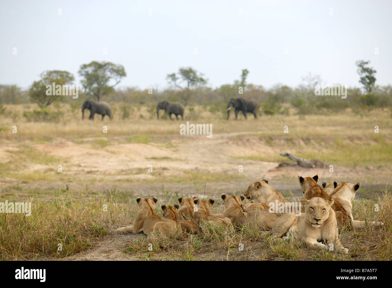 Ein großes Rudel Löwen liegt auf ein offenes Grasland beobachten drei Elefanten-Bullen vorbei mit Gleichgültigkeit Stockfoto